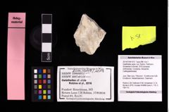 Foto (Objekt + Etikett) von Galatheites aiola n.sp. (Robins, Feldmann, Schweitzer & Bonde, 2016)  (NHMW-GEO-2014-0194-1013)